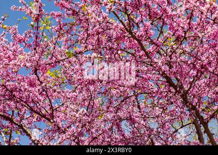 Judas-Baum mit lila Blumen, Olympia, Griechenland. Stockfoto