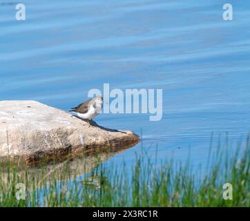 Gewöhnlicher Sandpiper, der auf Felsen in Feuchtgebieten steht Stockfoto