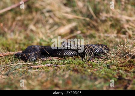 Vipera berus, auch bekannt als die gemeinsame Europäische Schlange und die gemeinsame Europäische Viper, ist eine Art giftiger Schlange aus der Familie der Viperidae. Stockfoto