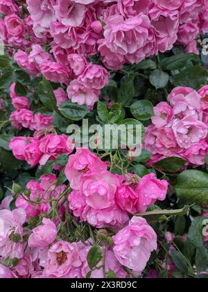Nach dem Regen. Die Rosenknospen in den Tropfen. Stockfoto