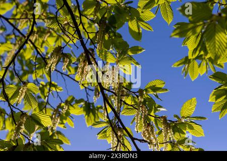 Grüne Laubbäume auf dem Hornbalken in Frühlingsblüte, wunderschöne neue Blätter auf den Hornbalken im Frühling Stockfoto