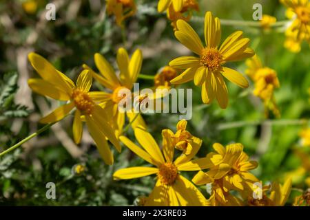 Nahaufnahme der hellgelben Blüten eines graublättrigen euryopsstrauchs (Euryops pectinatus) in voller Blüte Stockfoto