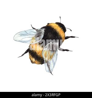 Aquarellzeichnung einer Hummel im Flug. Handgezeichnete Illustration auf weißem Hintergrund, geeignet für Menüdesign, Verpackung, Poster, Website, Textil Stockfoto