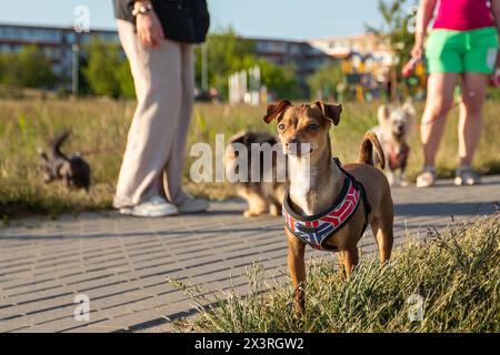 Chihuahua gemischter brauner Hund, der in die Kamera im Stadtpark schaut. Stockfoto