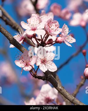 Kirschblütenbaum, japanischer blühender Baum, Anbau, Sonnenlicht, volle Sonneneinstrahlung. Genießen Sie im Frühling Setzlinge, fruchtbaren Boden, leicht sauren, Ton Stockfoto