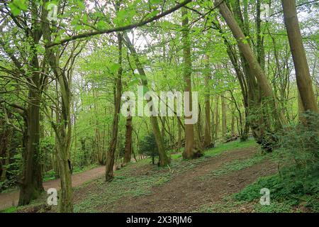 Ein kleiner Hügel in Trosley-Wäldern mit Buchen und Eschen Stockfoto