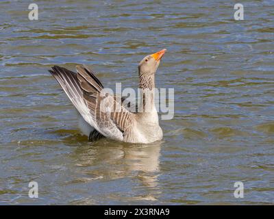 Eine Graugans- oder Graugans, Anser Anser, die sich auf einem Teich zeigt. Stockfoto