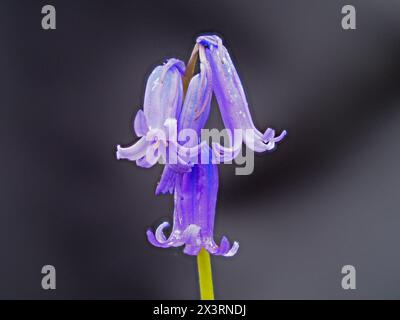 Eine Nahaufnahme einer gewöhnlichen Blume, Hyacinthoides non-scripta. Stockfoto