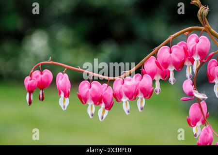 Nahaufnahme der roten Blüten einer blutenden Herzpflanze (Lamprocapnos spectabilis, syn. Dicentra spectabilis) im Frühjahr in Surrey, Südostengland Stockfoto