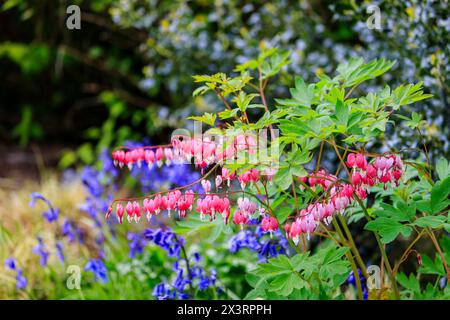 Blutende Herzpflanze (Lamprocapnos spectabilis) in der Blüte vor dem Hintergrund von Blauglocken im RHS Garden Wisley, Surrey, Südosten Englands im Frühjahr Stockfoto