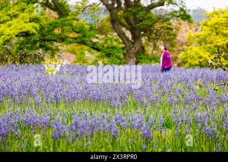 Hohe blaue Camassia leichtinii subsp. Suksdorfii caerulea Group blüht im Frühjahr im RHS Garden, Wisley, Surrey, Südosten Englands Stockfoto
