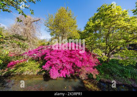 Hellmagentarote Azaleen (Rhododendron (Obtusum-Gruppe) „Amoenum“ blüht im Frühjahr am Fluss im RHS Garden, Wisley, Surrey, Südosten Englands Stockfoto