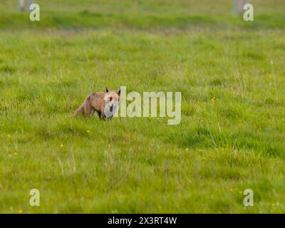 Ein Rotfuchs, Vulpes vulpes, steht auf einem Feld. Stockfoto
