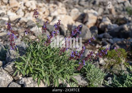 Salvia officinalis, der gemeinsame Salbei oder Salbei, ist ein mehrjähriger, immergrüner Unterstrauch, mit Holzstielen, gräulichen Blättern, und blaue bis violette Blumen. Stockfoto