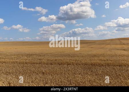 Ein Feld mit goldenen Spikelets von reifem Weizen im Sommer, ein Feld mit reifer Getreideernte vor der Ernte Stockfoto