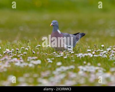 Eine gewöhnliche Holztaube, Columba palumbus, auch als Holztaube bekannt, steht inmitten eines Feldes von Gänseblümchen. Stockfoto