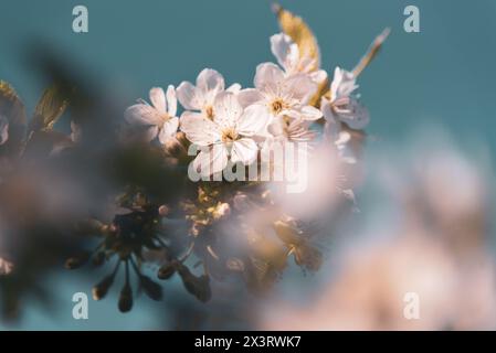 Blühende Süßkirsche (Prunus Avium) im Frühling Stockfoto