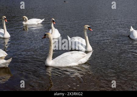 Eine große Anzahl weißer Schwäne auf dem See im Sommer, viele weiße Schwäne werden von Menschen bei sonnigem Wetter gefüttert Stockfoto