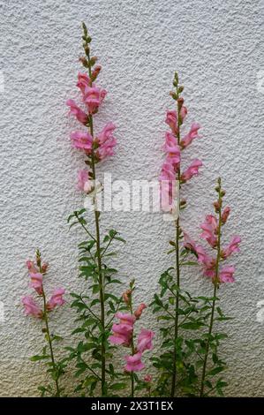 Rosa Schnappdrachen blüht im Frühjahr vor der weißen Wand im Garten Stockfoto