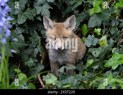 Rotfuchs-Jungtier, Vulpes vulpes, Blick aus der Höhle in einem Vorstadtgarten, Kensal Rise, London, Vereinigtes Königreich Stockfoto