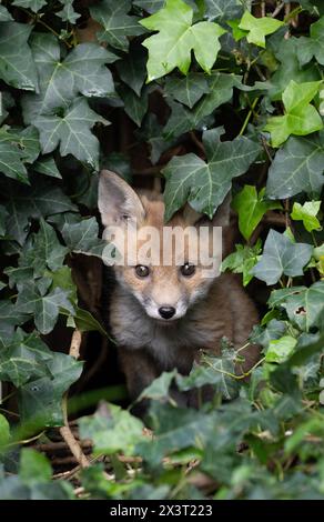 Rotfuchs-Jungtier, Vulpes vulpes, Blick aus der Höhle in einem Vorstadtgarten, Kensal Rise, London, Vereinigtes Königreich Stockfoto
