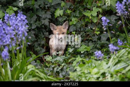 Rotfuchs-Jungtier, Vulpes vulpes, Blick aus der Höhle in einem Vorstadtgarten, Kensal Rise, London, Vereinigtes Königreich Stockfoto