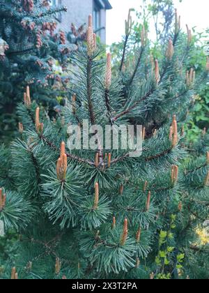 Schöne junge Triebe einer Zwergkiefer (Pinus mugo) in einem Garten. Stockfoto