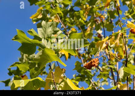 tulpenbaum in der Herbstsaison mit wechselnder Farbe des Laubs, die Farbe des Laubs eines Tulpenbaums im Herbst ändert Stockfoto