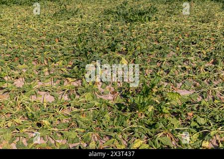 Ein Feld mit verwelkten Rüben bei Hitze und Trockenheit, ein Feld, auf dem die Rübenernte im Sommer durch Hitze und Regen trocknet Stockfoto