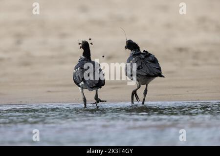 Der gehörnte Schreier (Anhima cornuta) ist ein Mitglied einer kleinen Vogelfamilie, den Anhimidae, die in Feuchtgebieten des tropischen Südamerikas vorkommt. Stockfoto