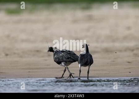 Der gehörnte Schreier (Anhima cornuta) ist ein Mitglied einer kleinen Vogelfamilie, den Anhimidae, die in Feuchtgebieten des tropischen Südamerikas vorkommt. Stockfoto