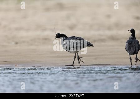 Der gehörnte Schreier (Anhima cornuta) ist ein Mitglied einer kleinen Vogelfamilie, den Anhimidae, die in Feuchtgebieten des tropischen Südamerikas vorkommt. Stockfoto