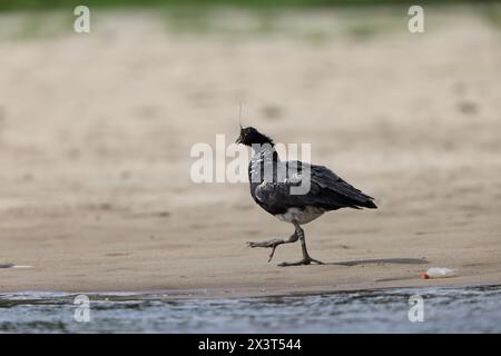 Der gehörnte Schreier (Anhima cornuta) ist ein Mitglied einer kleinen Vogelfamilie, den Anhimidae, die in Feuchtgebieten des tropischen Südamerikas vorkommt. Stockfoto