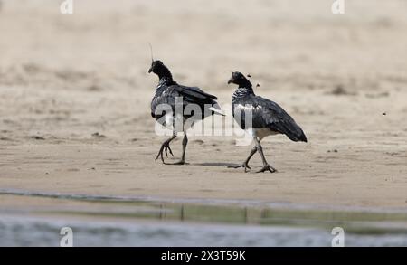 Der gehörnte Schreier (Anhima cornuta) ist ein Mitglied einer kleinen Vogelfamilie, den Anhimidae, die in Feuchtgebieten des tropischen Südamerikas vorkommt. Stockfoto