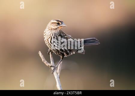 Rot geflügelter schwarzer Vogel, der auf Baumzweig thront Stockfoto