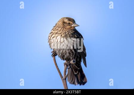 Rot geflügelter schwarzer Vogel, der auf Baumzweig thront Stockfoto