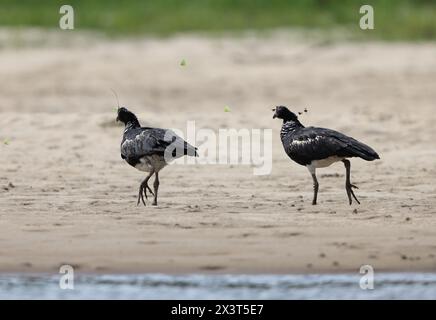 Der gehörnte Schreier (Anhima cornuta) ist ein Mitglied einer kleinen Vogelfamilie, den Anhimidae, die in Feuchtgebieten des tropischen Südamerikas vorkommt. Stockfoto