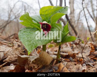 Rotes Trilium im Frühjahr. Quebec, Kanada Stockfoto