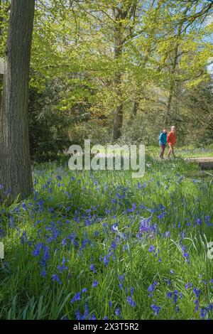 Spaziergang durch Blauglocken bei Dunham Massey Stockfoto