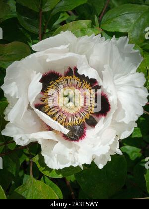 Paeonia rockii, oder Rock's Peony, ist eine Art von Baumpfingstrose, die nach Joseph Rock benannt wurde. Stockfoto