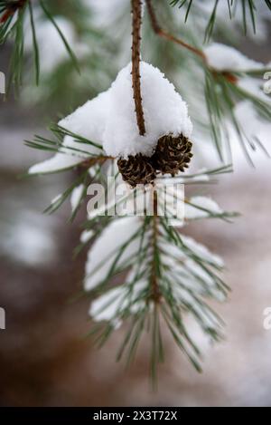 Nahaufnahme von Tannenzapfen auf einem frisch verschneiten Kiefernzweig. Stockfoto