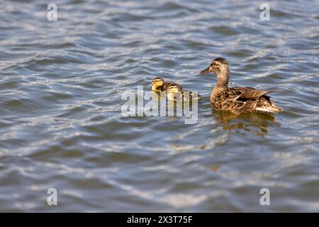 Eine Ente mit kleinen Enten schwimmt im Sommer auf dem See, junge Enten mit ihrer Mutter auf dem See Stockfoto