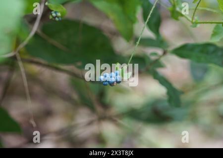 Asiatischer Tearthumb, der auf seinem Baum wächst, Persicaria perfoliata auf einem wunderschönen natürlichen Hintergrund Stockfoto