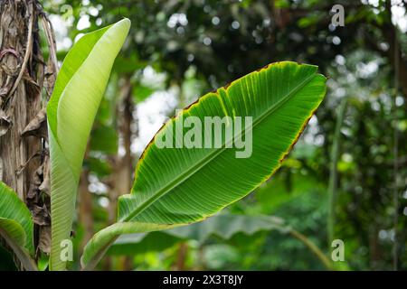 Bananenblatt auf einem wunderschönen natürlichen Hintergrund, grüne tropische Bananenblätter, rohe Bananenblätter Stockfoto