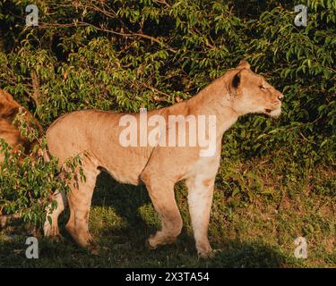 Alarmieren Sie die Löwin, die die Savanne in Masai Mara durchsucht Stockfoto