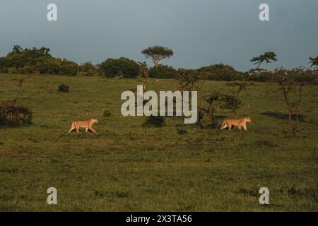 Alarmieren Sie die Löwin, die die Savanne in Masai Mara durchsucht Stockfoto