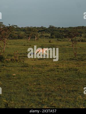 Alarmieren Sie die Löwin, die die Savanne in Masai Mara durchsucht Stockfoto