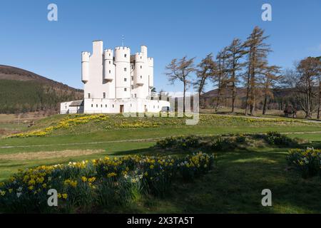 Narzissen (Narzissen) auf dem Gelände von Braemar Castle in Royal Deeside bei Frühlingssonne Stockfoto