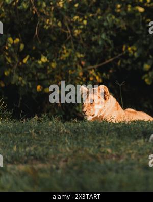 Ruhende Löwenjungen blickt in Ol Pejeta, Kenia Stockfoto