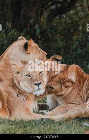 Zarter Moment zwischen Löwe und Jungtier im Grünen Stockfoto